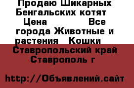 Продаю Шикарных Бенгальских котят › Цена ­ 17 000 - Все города Животные и растения » Кошки   . Ставропольский край,Ставрополь г.
